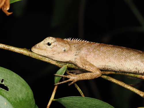 Ayeyarwady Forest Agama