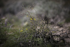 Neogaerrhinum filipes