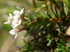 Pimelea nitens nitens