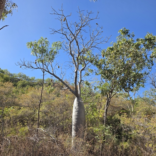 Adansonia gregorii, photograph 5
