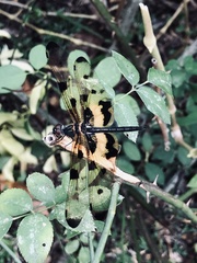 Rhyothemis variegata
