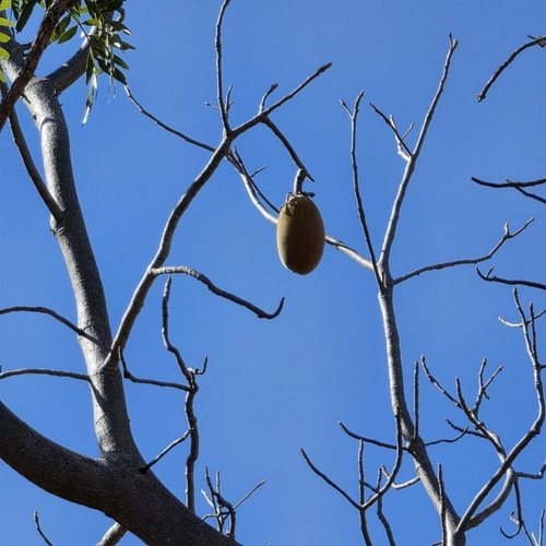 Adansonia gregorii, photograph 6