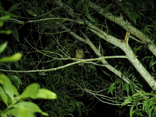Collared Scops-Owl