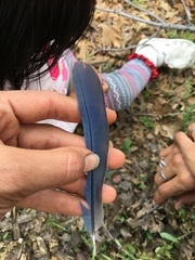 Aphelocoma californica