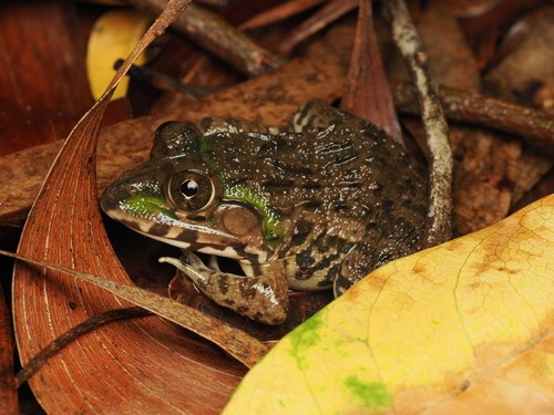 East Asian Bullfrog