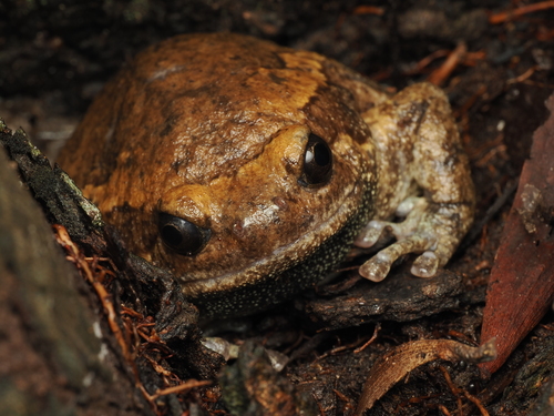 Asian Painted Frog