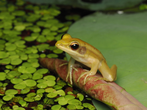 Green Paddy Frog