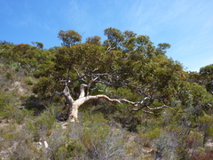 Eucalyptus cladocalyx cladocalyx