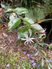 Jasminum nitidum