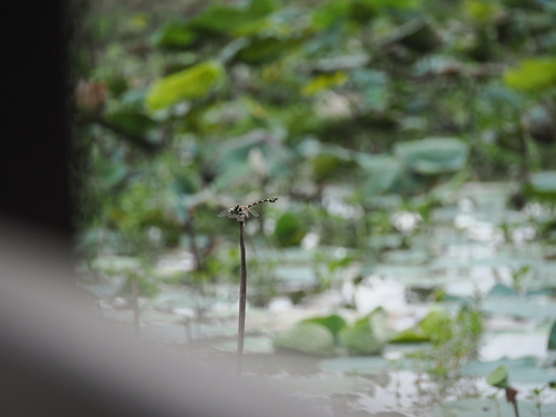 Common Flangetail