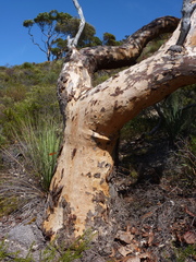 Eucalyptus cladocalyx cladocalyx