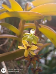 Epidendrum cardiophorum