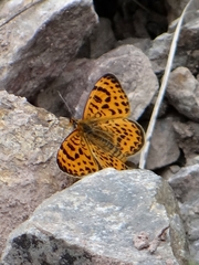 Melitaea yuenty