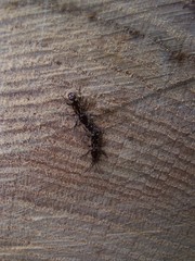 Arrhenodes minutus