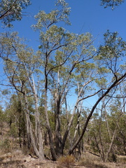 Eucalyptus macrorhyncha macrorhyncha