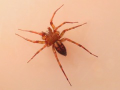 Callobius pictus
