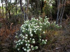 Pimelea pseudolyallii