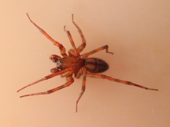 Callobius pictus