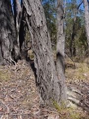 Eucalyptus macrorhyncha macrorhyncha
