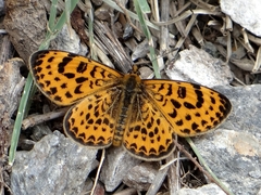 Melitaea yuenty
