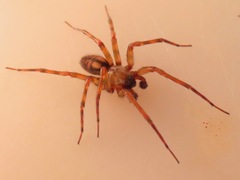Callobius pictus