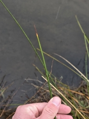 Eleocharis sphacelata, photograph author not stated, no rights reserved