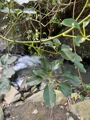 Heptapleurum ellipticum