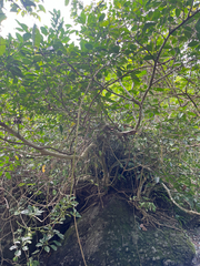 Heptapleurum ellipticum, photograph author not stated, no rights reserved