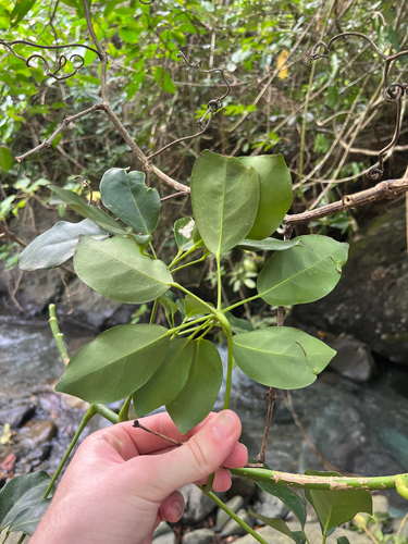 Heptapleurum ellipticum, photograph 2