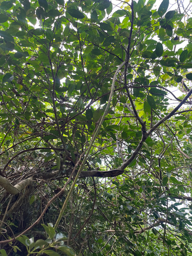 Heptapleurum ellipticum, photograph 4