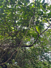 Heptapleurum ellipticum, photograph author not stated, no rights reserved