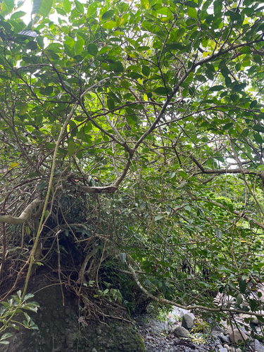 Heptapleurum ellipticum, photograph 5