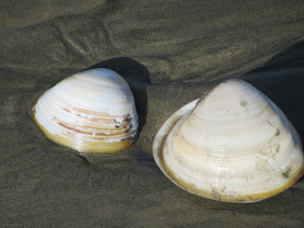 Large Trough Shell from Oreti Beach 9879, New Zealand on April 21, 2020 ...