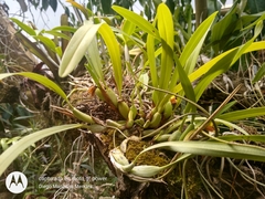 Maxillaria variabilis