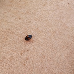 Diomus notescens