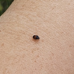 Diomus notescens