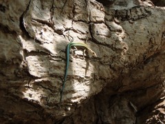 Cryptoblepharus egeriae