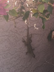 Sceloporus occidentalis