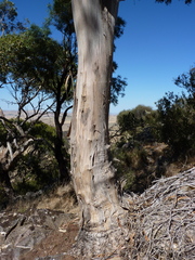 Eucalyptus globulus bicostata