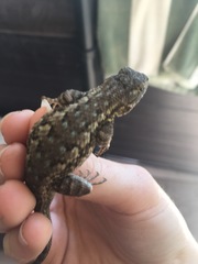 Sceloporus occidentalis