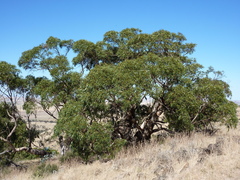 Eucalyptus globulus bicostata