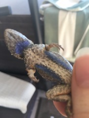 Sceloporus occidentalis