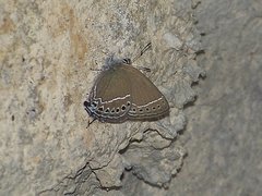 Satyrium oenone