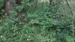 Lathyrus jepsonii californicus