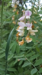 Lathyrus jepsonii californicus