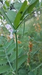Lathyrus jepsonii californicus