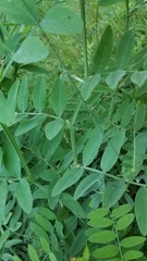 Lathyrus jepsonii californicus