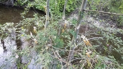 Lathyrus jepsonii californicus