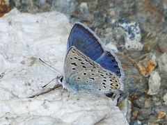 Polyommatus forresti