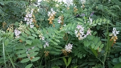 Lathyrus jepsonii californicus